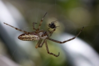 L'Argiope frelon ou Argiope fascie. Une femelle immature (Araneae - Araneidae - Argiope bruennichi)